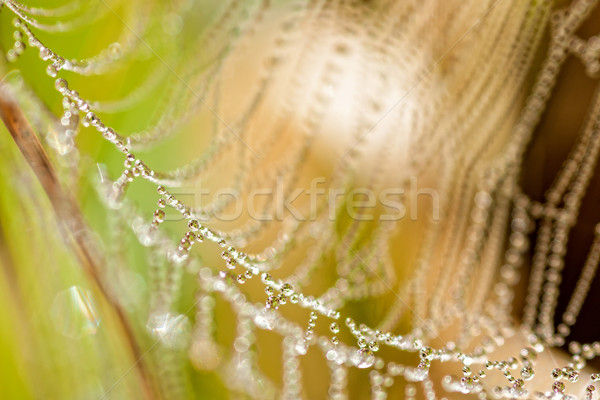 Foto stock: Teia · belo · gotas · manhã · pôr · do · sol