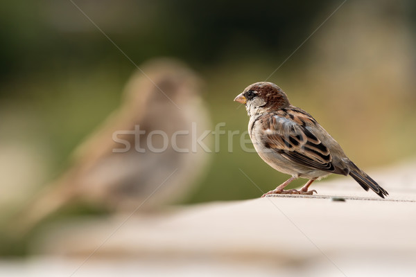 Genç erkek serçe orman kuş tüy Stok fotoğraf © digoarpi