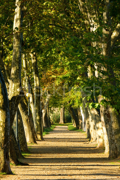 Straße nice Fuß alten Textur Baum Stock foto © digoarpi