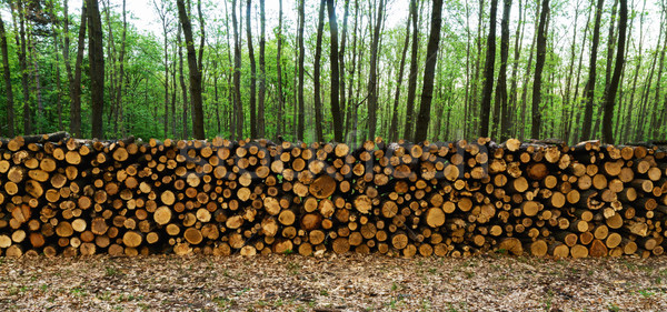 Drewna duży lasu drogowego drzewo Zdjęcia stock © digoarpi