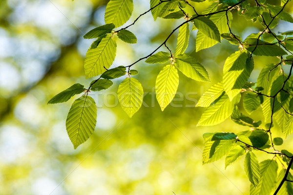 Gyönyörű harmonikus erdő részlet levelek égbolt Stock fotó © digoarpi