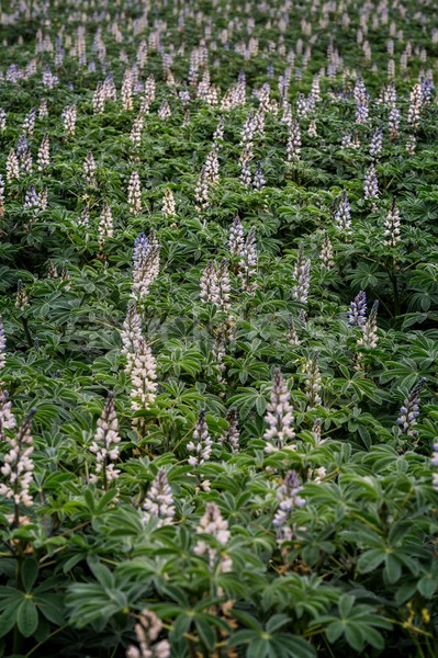 Soybean field ripening at spring season Stock photo © digoarpi