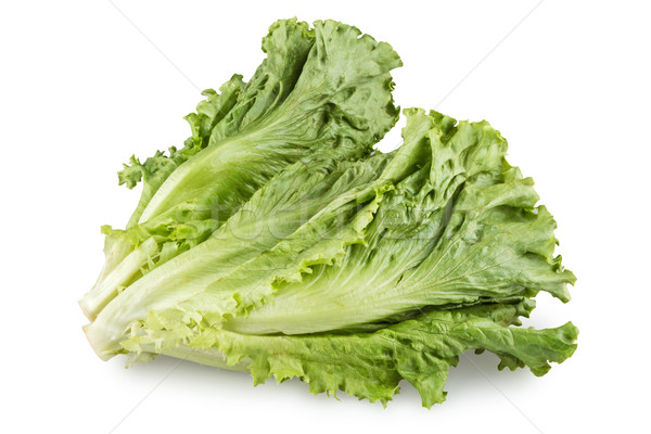 Salată verde izolat alb alimente natură Imagine de stoc © DimaP