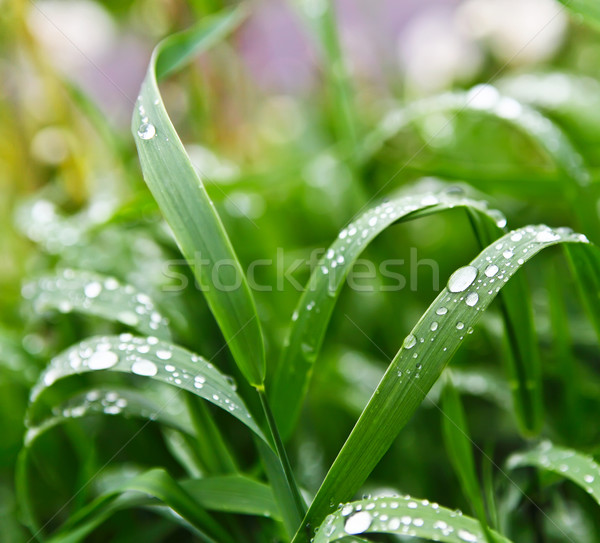 Gotas de agua hierba frescos colorido vista hierba verde Foto stock © Dinga