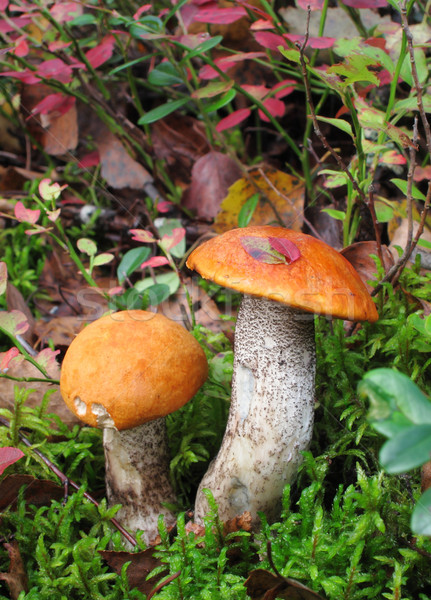 Pictoresque mushrooms in forest Stock photo © Dinga