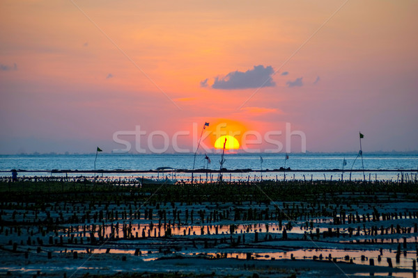 Algae farm field in sunset, Indonesia Stock photo © dinozzaver