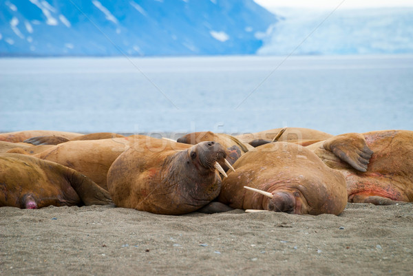 Walruses lying on the shore in Svalbard, Norway Stock photo © dinozzaver