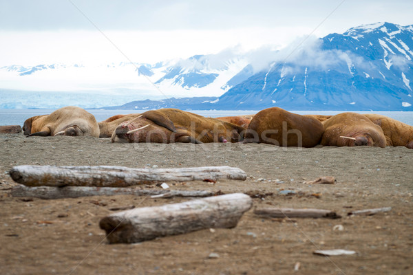 Wal Noorwegen strand landschap lichaam sneeuw Stockfoto © dinozzaver