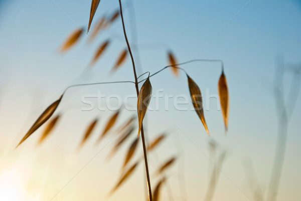 Wyschnięcia owies roślin wieczór świcie wygaśnięcia Zdjęcia stock © dinozzaver