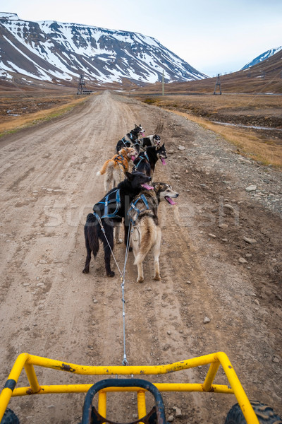 Lata psa pierwszy osoby perspektywy arktyczny Zdjęcia stock © dinozzaver