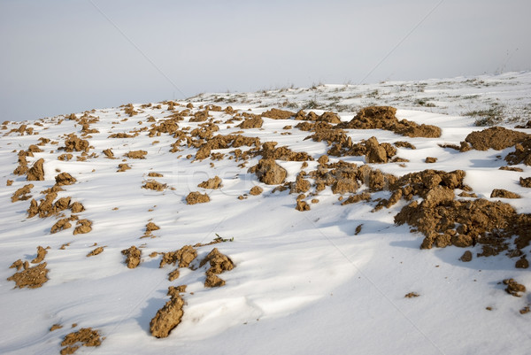 Frozen soil with snow Stock photo © dinozzaver