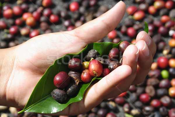 ストックフォト: 新鮮な · コーヒー · 穀類 · 手 · 赤 · 背景