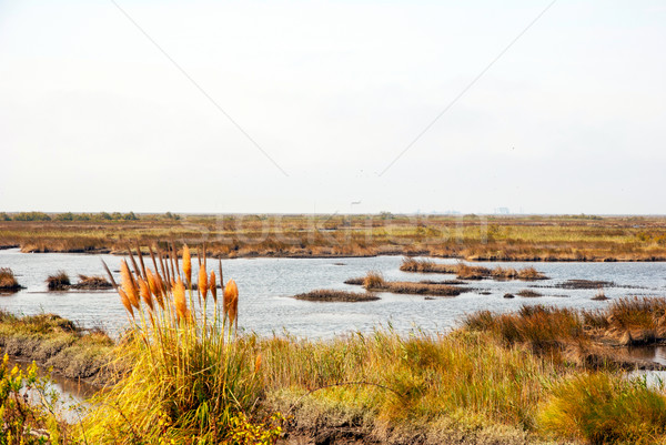 Marsh with water and grass of rio Averio, Portugal Stock photo © dinozzaver
