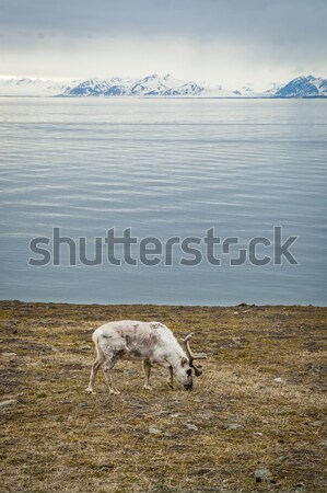 Ren arctic vară mananca iarbă mare Imagine de stoc © dinozzaver