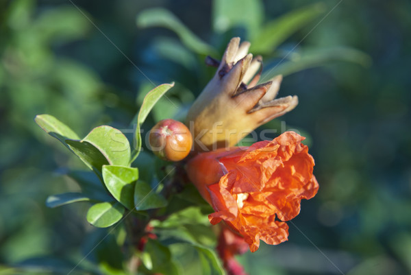 Pomegranate tree blossoming  Stock photo © dinozzaver