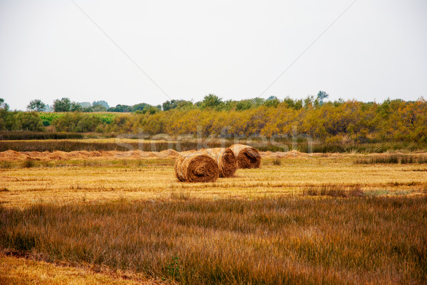 Hay bales on the meadow Stock photo © dinozzaver