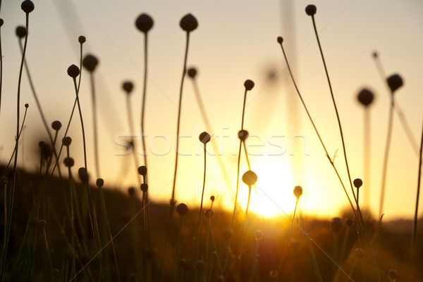 Сток-фото: высушите · трава · закат · рассвета