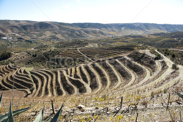 Vineyards at Douro river valley, Portugal Stock photo © dinozzaver