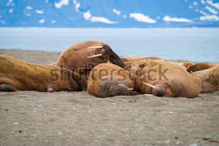 Walruses lying on the shore in Svalbard, Norway Stock photo © dinozzaver