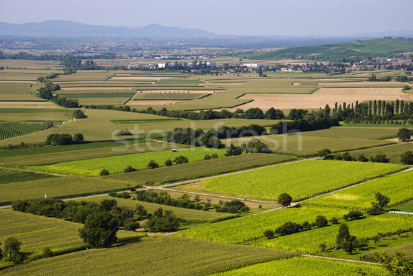 Agricultural landscape Stock photo © dinozzaver