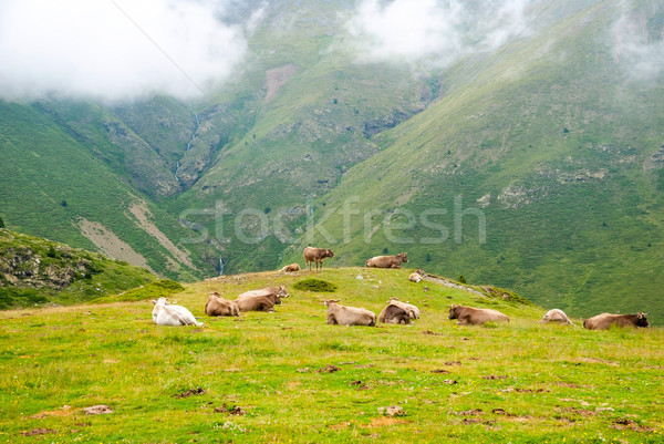 Inekler dağlar İspanya güzellik dağ Stok fotoğraf © dinozzaver