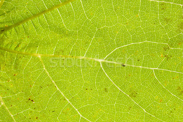 Zöld levél közelkép véna struktúra fű absztrakt Stock fotó © dinozzaver
