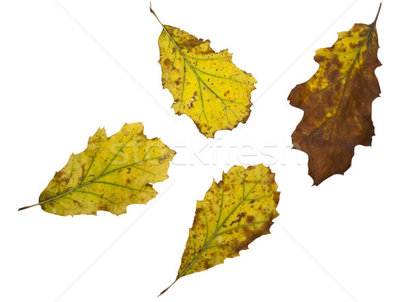 Autumn leafs isolated on white Stock photo © dinozzaver