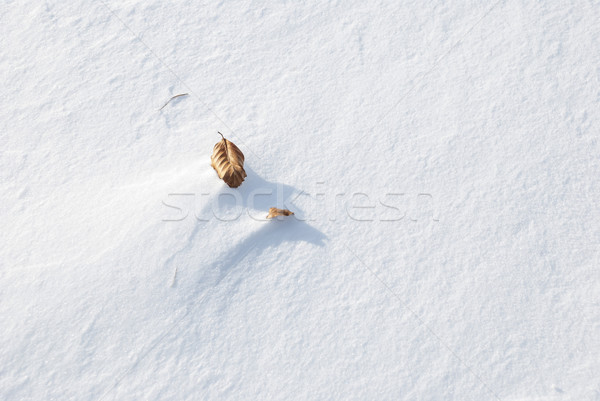 Zdjęcia stock: Wyschnięcia · liści · śniegu · brązowy · drzewo · tekstury