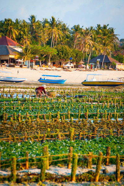 Algae farm field in Indonesia Stock photo © dinozzaver