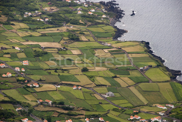 Field, Pico island, Azores Stock photo © dinozzaver