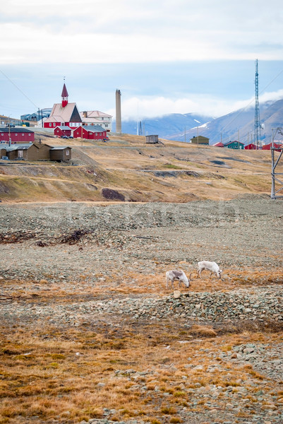 Reindeer infront of church in Longyearbyen, Svalbard Stock photo © dinozzaver