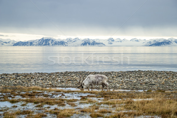 Rena ártico verão alimentação grama mar Foto stock © dinozzaver