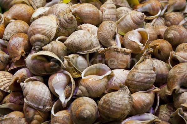 Sea shells Stock photo © dinozzaver