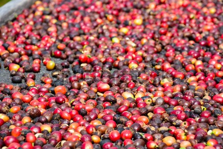 Foto stock: Frescos · café · rojo · fondo · agricultura
