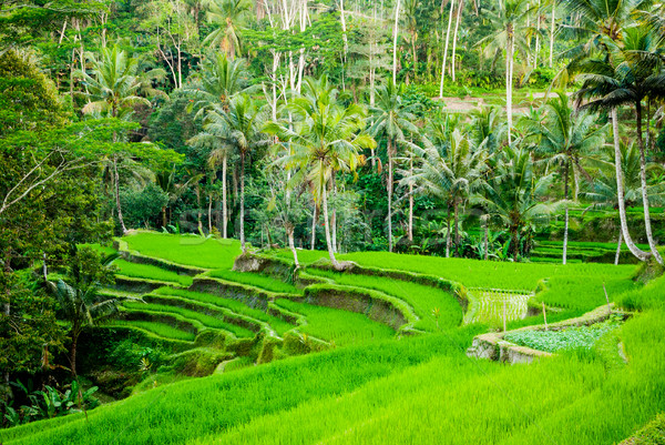 Rice field terraces in Bali, Indonesia Stock photo © dinozzaver