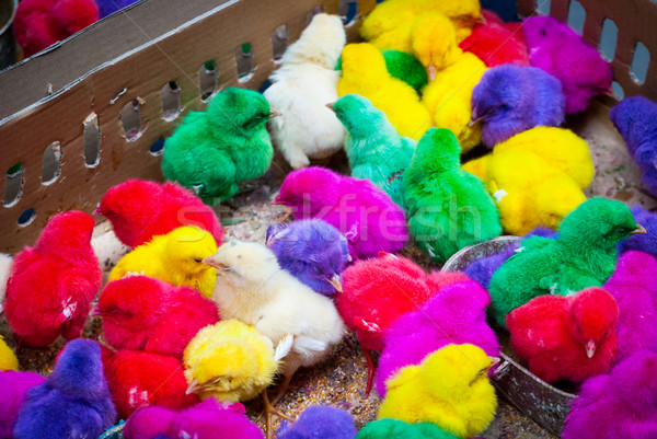 Colored baby chicken in bird market, Indonesia Stock photo © dinozzaver