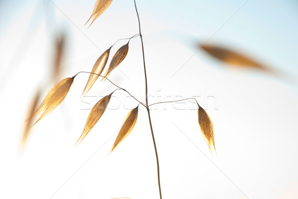 Dry oat plant in evening dawn Stock photo © dinozzaver