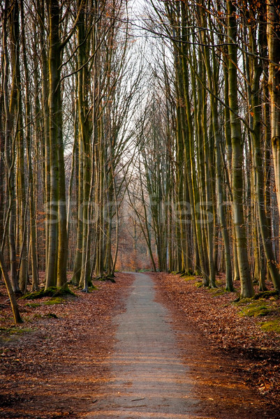 Road trough the forest Stock photo © dinozzaver
