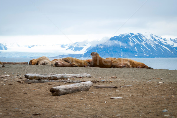 Wal Noorwegen strand landschap lichaam sneeuw Stockfoto © dinozzaver