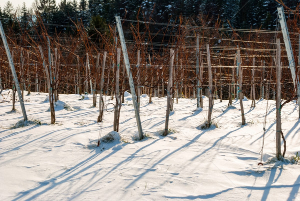 Foto stock: Vinha · inverno · coberto · neve · natureza · campo