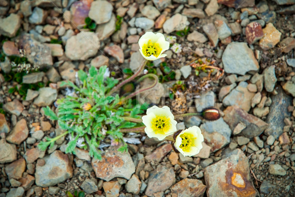 Sarkköri pipacs virágzó kő kő fehér Stock fotó © dinozzaver