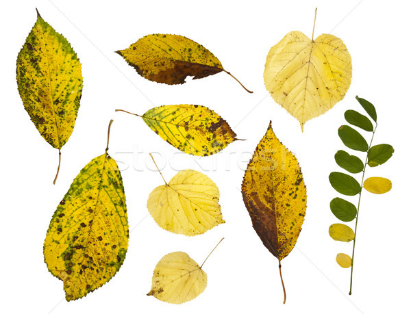 Autumn leafs isolated on white Stock photo © dinozzaver