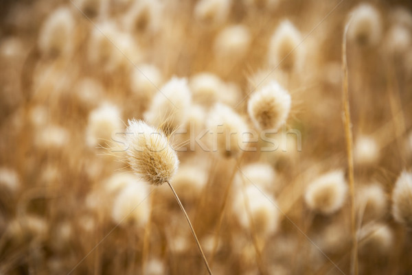 Dry golden and soft spare of grass Stock photo © dinozzaver