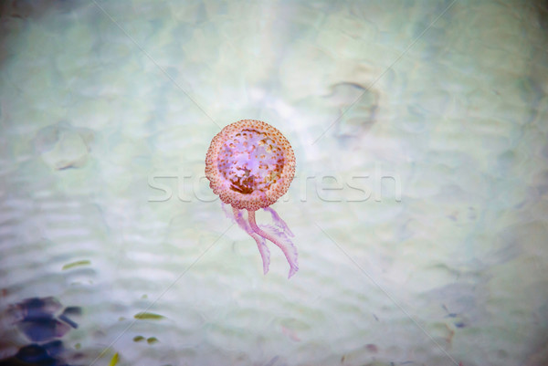 Stock fotó: Meduza · úszik · tenger · lát · közelkép · hal