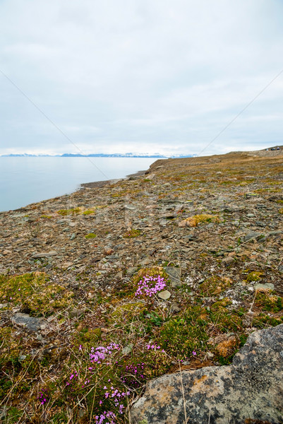 Flowers blossoming in arctic tundra in summer, Svalbard Stock photo © dinozzaver