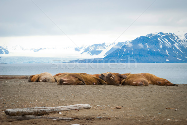Walruses lying on the shore in Svalbard, Norway Stock photo © dinozzaver
