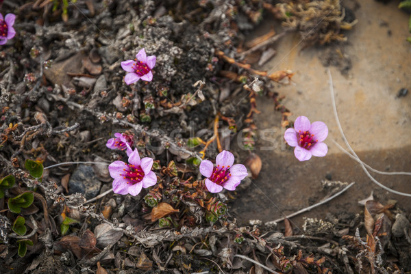 Purple saxifrage blossoming in the summer Stock photo © dinozzaver