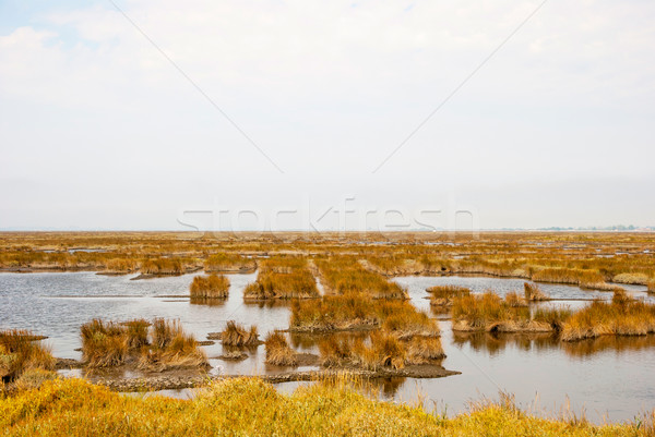 Marsh with water and grass of rio Averio, Portugal Stock photo © dinozzaver
