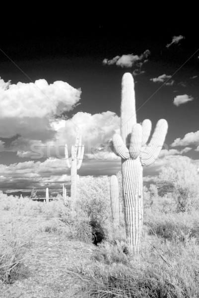 ストックフォト: サボテン · 冬 · アリゾナ州 · 砂漠 · ツリー · 風景