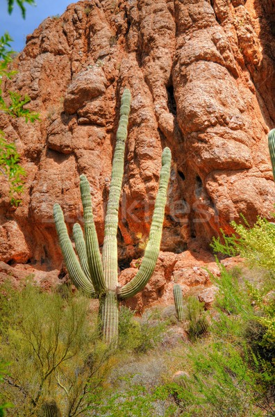 Mountain Saguaro Stock photo © diomedes66